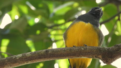 White-trailed-trogon-rests-on-a-branch-in-a-rainforest