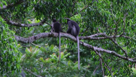 Suddenly-turns-its-head-around-while-the-other-looks-towards-the-forest,-Dusky-Leaf-Monkey-Trachypithecus-obscurus,-Thailand