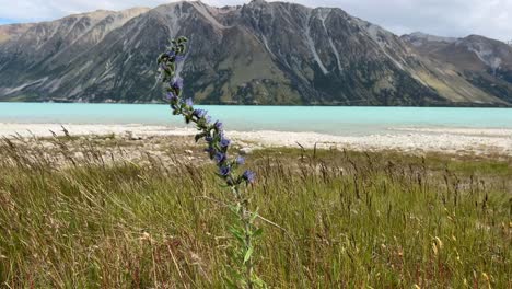 Purple-flower-in-front-of-beautiful-alpine-lake-background
