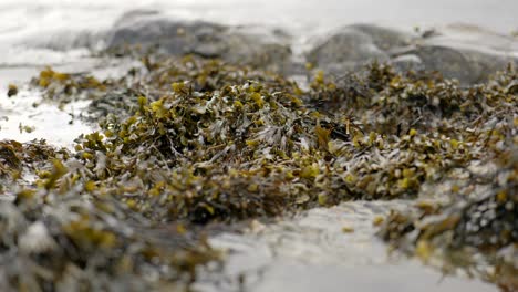 Meereswellen-Schlagen-Gegen-Felsen-Und-Algen