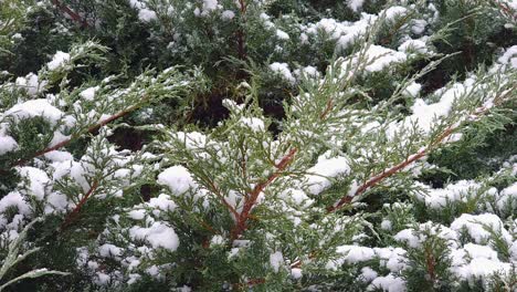 Tree-branches-with-green-leaves-filled-with-snow-during-a-snowfall-in-winter