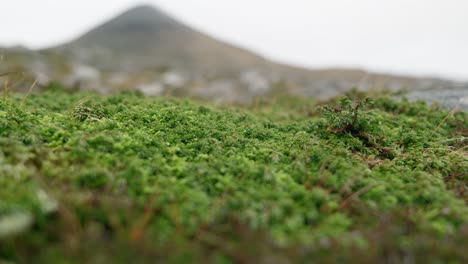 Eine-Nahaufnahme-Einer-Alpinen-Wacholderpflanze-Weicht-Einem-Gipfel-Eines-Berges-Im-Hintergrund,-Während-Sich-Der-Fokus-über-Ein-Feld-Von-Felsbrocken-Richtet