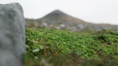 A-close-up-of-a-juniper-bush-gives-way-to-a-summit-of-a-mountain-in-the-background-as-focus-racks-across-a-field-of-boulders