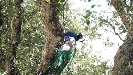 Vertical-Shot-Of-Unique-Species-Of-Colorful-Peacock-Resting-On-Tree