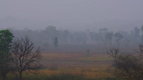 Morning-scenario-when-the-grassland-is-dry-during-summer-covered-with-some-mist,-Thung-Kamang-in-Phu-Khiao-Wildlife-Sanctuary-in-Thailand