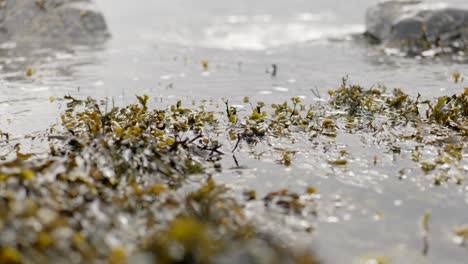 Ocean-waves-lap-against-rocks,-rushing-into-focus-towards-the-camera-and-floating-seaweed