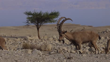 Nubian-ibex-in-the-desert