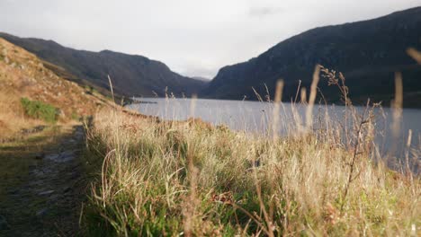 Grass-blows-gently-in-the-wind-in-golden-sunlight-next-to-a-path,-set-against-the-backdrop-of-a-dark-Scottish-glen-and-a-large-sea-loch-surrounded-by-tall-mountain-cliffs