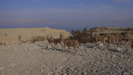 Nubian-Ibex-walking-in-the-desert