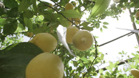 Zeitlupenaufnahmen-Von-Zitronen,-Die-Im-Sonnenlicht-An-Der-Küste-Italiens-Am-Baum-Hängen