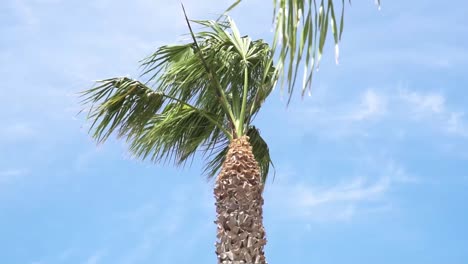 Low-Angle-Shot-Of-Green-Palm-Coconut-Tree-Waving-In-Wind-Under-Blue-Sky