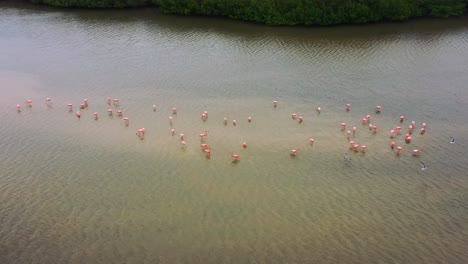aerial-closeup-of-pink-flamingos-standing-on-shallow-sandbar-on-brown-river-surrounded-by-mangrove-lagoon