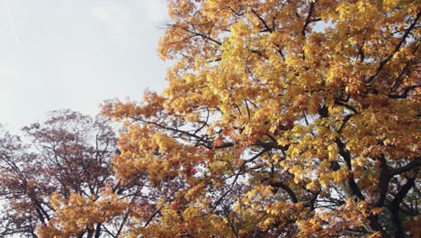 Close-up-shot-of-an-oak-tree