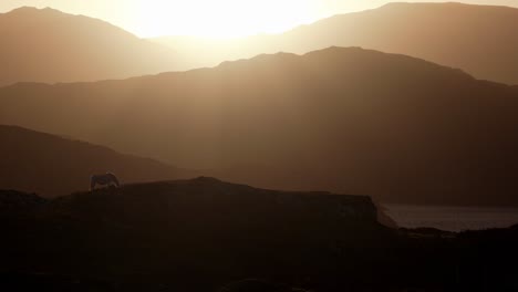 A-white-horse-grazes-on-the-top-of-a-hill-in-a-gentle-breeze-as-a-golden-sun-sets-behind-silhouetted-mountains-in-the-highlands-of-Scotland