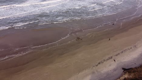 Aerial-top-down-shot-of-wild-scavengers-vultures-eating-dead-animals-on-beach---Group-of-black-vultures-flying-in-the-air