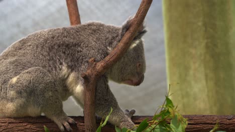Entzückender-Koala,-Phascolarctos-Cinereus,-Der-Seinen-Körper-Kratzt-Und-Sich-Auf-Dem-Baumstamm-Im-Australischen-Naturschutzgebiet-Vorwärts-Bewegt,-Nahaufnahme