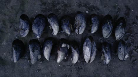 A-top-down-view-of-freshly-forraged-mussels-lined-up-on-a-rock