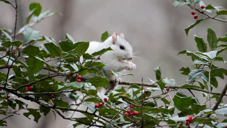 Weißes-östliches-Graues-Eichhörnchen,-Das-Auf-Grünem-Stechpalmenbusch-Mit-Roten-Beeren-Sitzt-Und-Isst