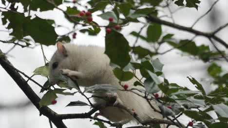 Brevard-Weißes-Eichhörnchen,-Das-Auf-Astpflücken-Sitzt-Und-Rote-Stechpalmenbeere-Isst