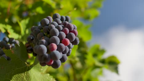 Ripe-Grapes-Hanging-On-Vineyard-On-A-Sunny-Day