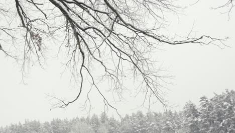 Tree-branch-against-moody-sky-in-snow-covered-woodland-landscape