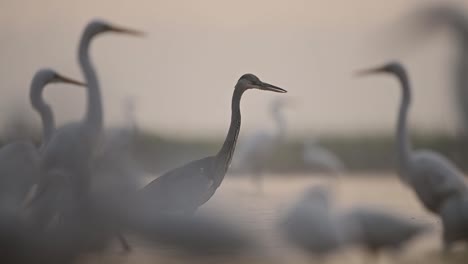 Gray-heron-and-Egrets-fishing-in-Morning-in-Wetland-Area