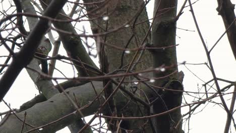 Low-Angle-Shot-Von-Getrockneten-Baum-Während-Der-Winterzeit