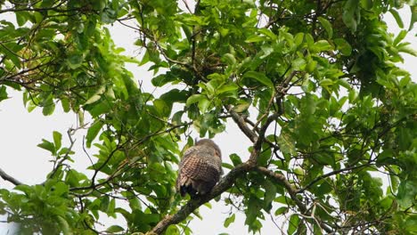 Seen-from-its-back-fighting-the-wind-then-turns-to-the-left-to-preen-its-wing-and-feathers,-Spot-bellied-Eagle-owl-Bubo-nipalensis,-Kaeng-Krachan-National-Park,-Thailand