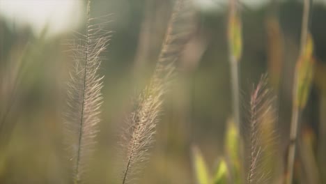 Close-up-view-of-plants,-blurred-background-in-nature,-detailed-herb