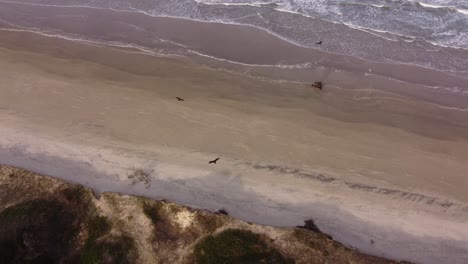 Drohnenansicht-Von-Oben,-Die-Fliegende-Geier-Am-Sandstrand-Und-Tote-Tiere-An-Der-Küste-Zeigt