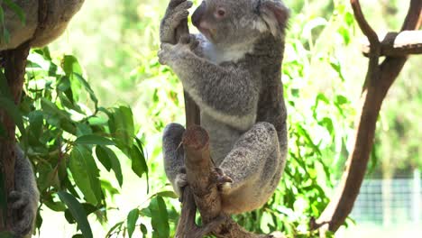 Female-koala,-phascolarctos-cinereus-scratching-and-grooming-its-fluffy-grey-fur-with-its-back-foot-on-the-fork-of-the-tree,-moving-and-climbing-up-next-to-its-mate-at-Australia-wildlife-sanctuary