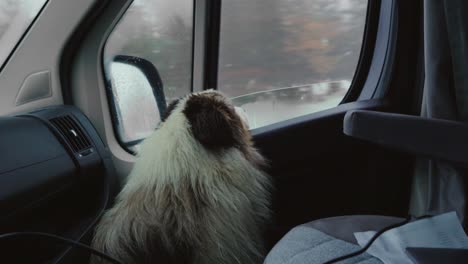 Australischer-Schäferhund,-Der-Die-Vorbeiziehende-Winterlandschaft-Aus-Dem-Fenster-Des-Wohnmobils-Beobachtet
