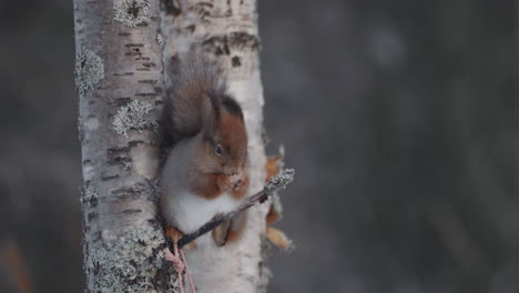 Telephoto-close-up-of-Squirrel-on-twig-tree-eating-in-winter-cold-weather