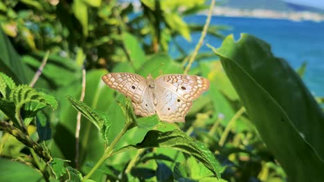 Scene-of-rare-butterfly-of-bright-beige-colors-flapping-its-wings-in-vegetation-near-ocean-with-blowing-wind-with-ocean-and-bush