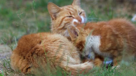 Stetige-Nahaufnahme-Der-Jungen-Orangefarbenen-Weiblichen-Mutter,-Die-Geduldig-Kleine-Kätzchen-Putzt,-Während-Die-Katze-Füttert