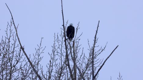 Bald-Eagle-in-Bozeman-Montana-Forest-4K