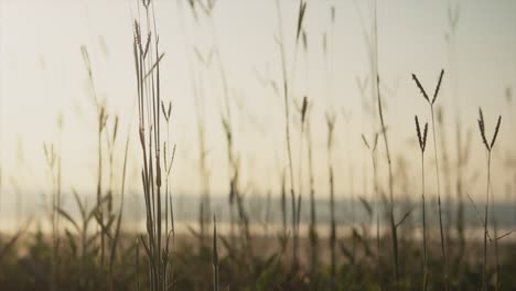 Close-up-shot-of-overgrown-tall-grass-on-a-meadow,-near-the-coastline-and-the-ocean,-on-a-sunny-evening