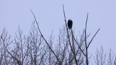 águila-Calva-Vigilando-A-La-Presa-En-El-Campo-Mientras-Está-En-Lo-Alto-De-Un-árbol-Grande