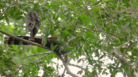 Colorful-Squirrel-Cuckoo-moving-through-tree-branches,-in-a-tropical-forest,-on-a-windy-day