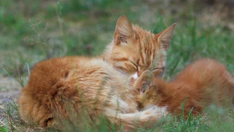 Nahaufnahme-Einer-Rothaarigen-Jungen-Weiblichen-Katze,-Die-Geduldig-Junge-Kätzchen-Mit-Geschlossenen-Augen-Putzt,-Während-Die-Kleine-Katze-Füttert,-Kontrastiert-Mit-Grüner-Grasumgebung
