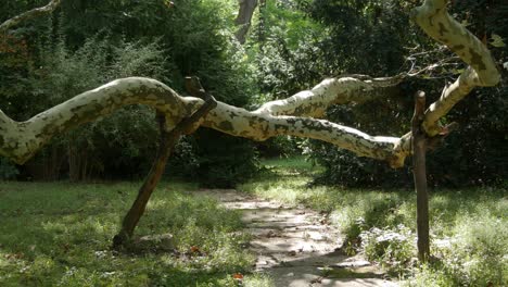 Propped-up-crooked-big-sycamore-branch