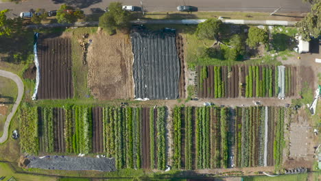 Static-aerial-view-into-centered-decent-over-community-garden-where-people-come-to-collaborate-with-nature