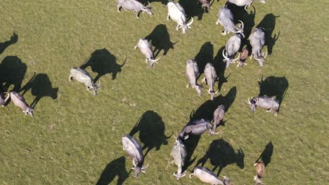 Herd-of-buffalo-cattle-on-grassy-plain-overhead-aerial
