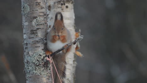 Cute-red-squirrel-sits-on-a-tree-and-eats-a-nut,-Looking-directly-into-camera,-Close-up