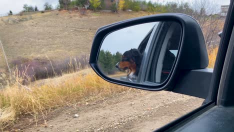 Hund-Im-Seitenspiegel-Des-Autos-Genießt-Off-Road-Autofahrt