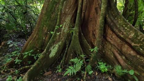 Very-old-tree-trunk-and-roots,-surrounded-by-tropical-plants,-in-a-rainforest