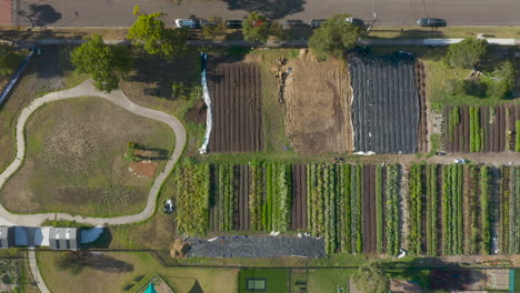 Smooth-top-down-aerial-pan-of-community-garden-with-vegetables-bathing-in-afternoon-sunlight