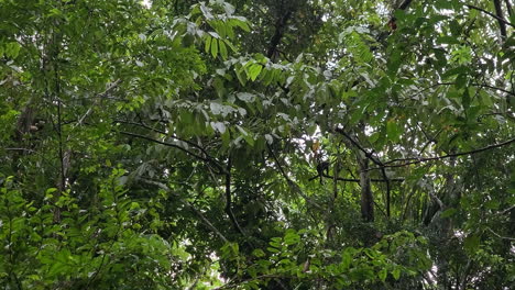 Mono-Moviéndose-A-Través-De-Ramas-De-árboles-En-Un-Exuberante-Bosque-Tropical,-En-Un-Día-Lluvioso