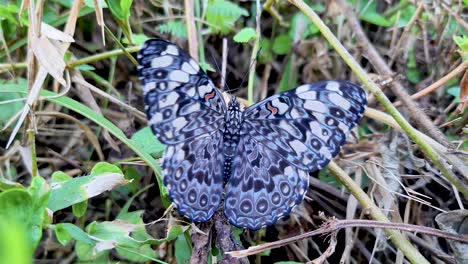 Scene-of-rare-gray-and-black-butterfly-with-orange-spots-moving-its-wings-in-green-vegetation-butterfly-effect
