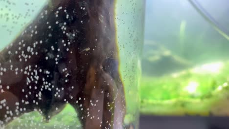 Baby-Tadpole-in-Isolated-Aquarium-With-Driftwood
